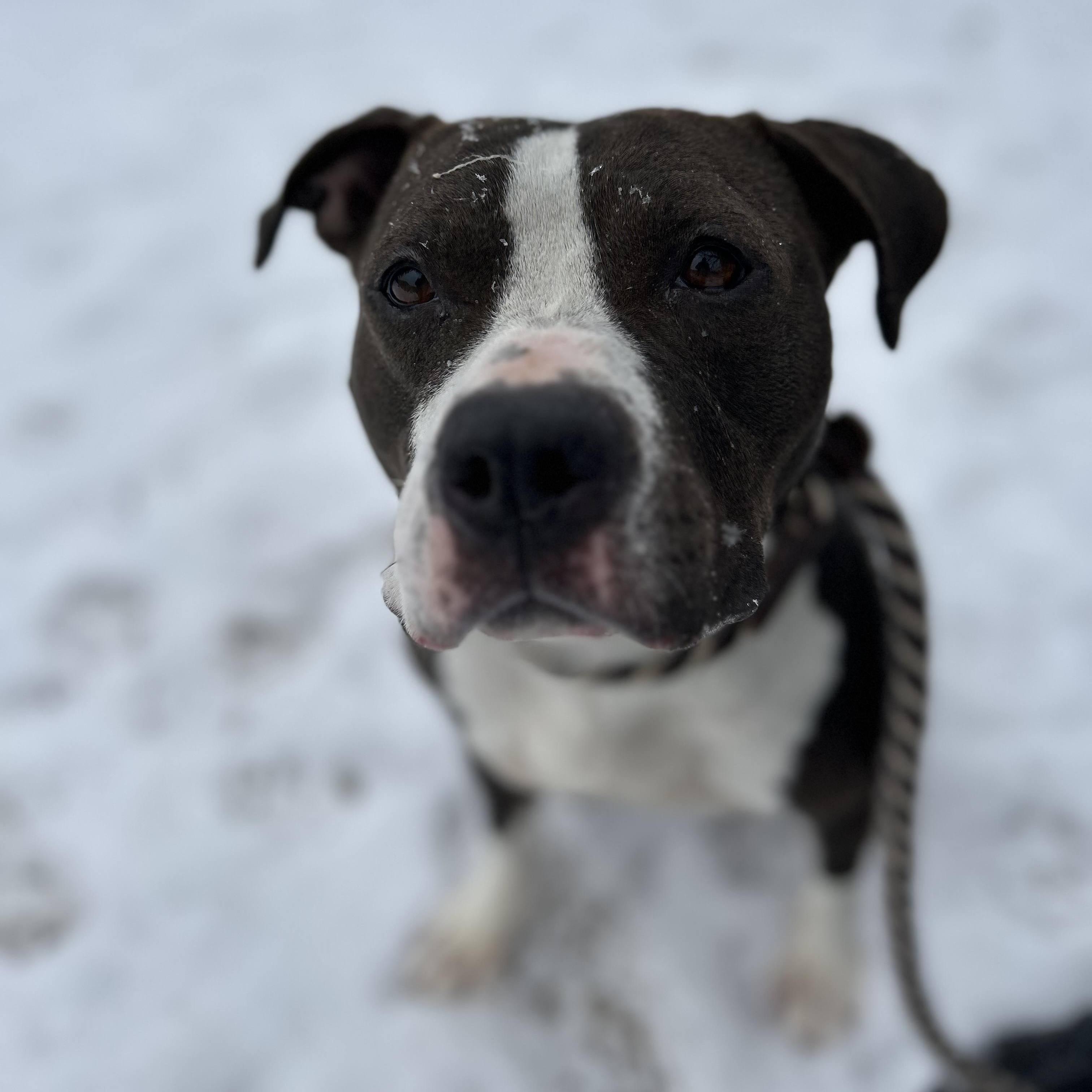 Joanie , a ADOPTABLE mixed breed in Buffalo, NY image 1/6