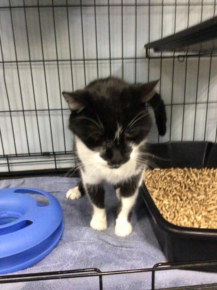 Mayo, Adoptable, Senior Male Domestic Short Hair.