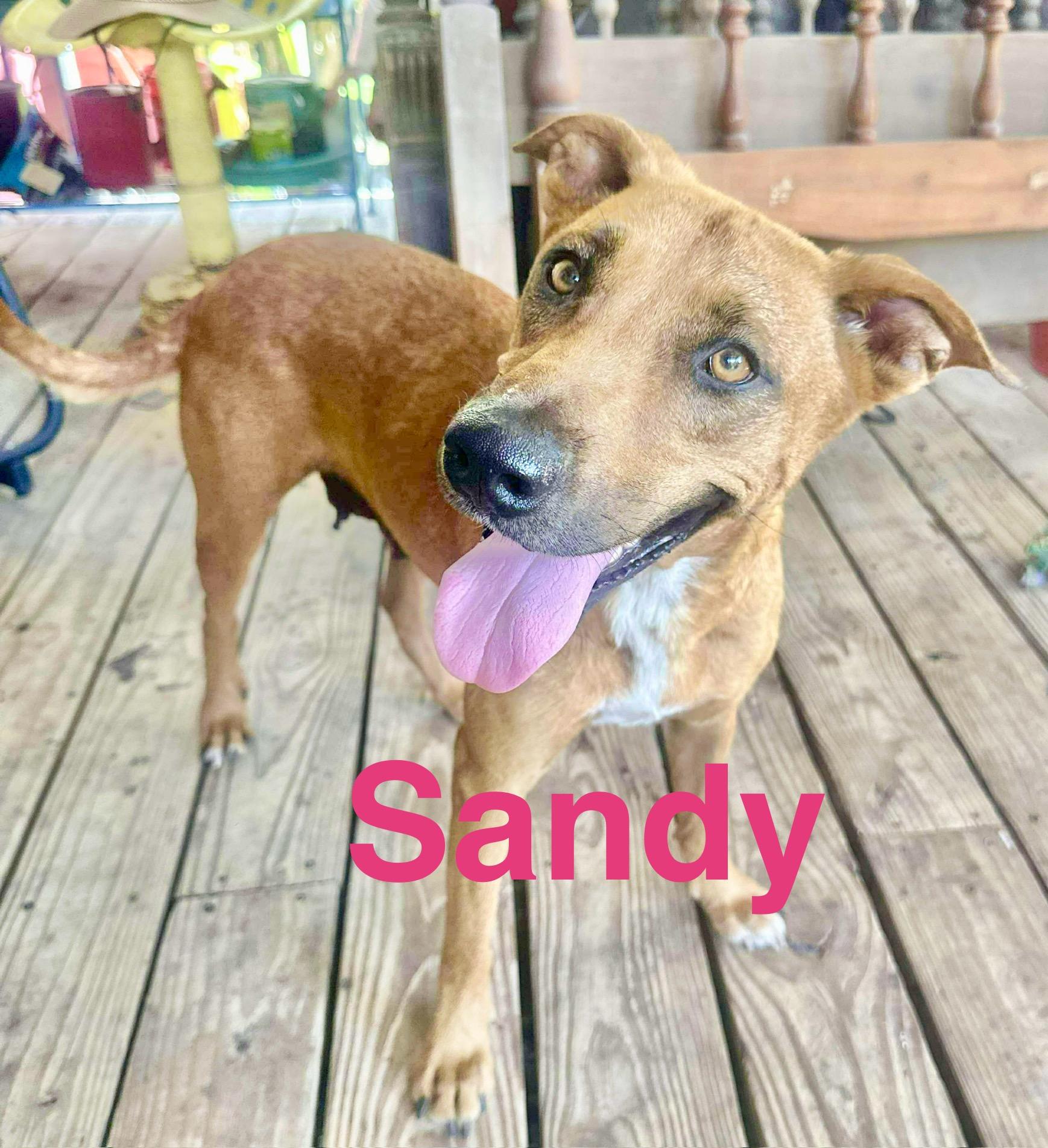 Sandy