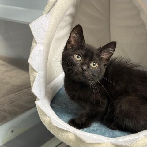 Enlarge Clove, a Adopted Domestic Short Hair in Austin, TX image 2/2