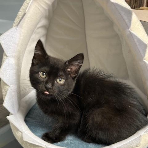 Enlarge Clove, a Adopted Domestic Short Hair in Austin, TX image 1/2