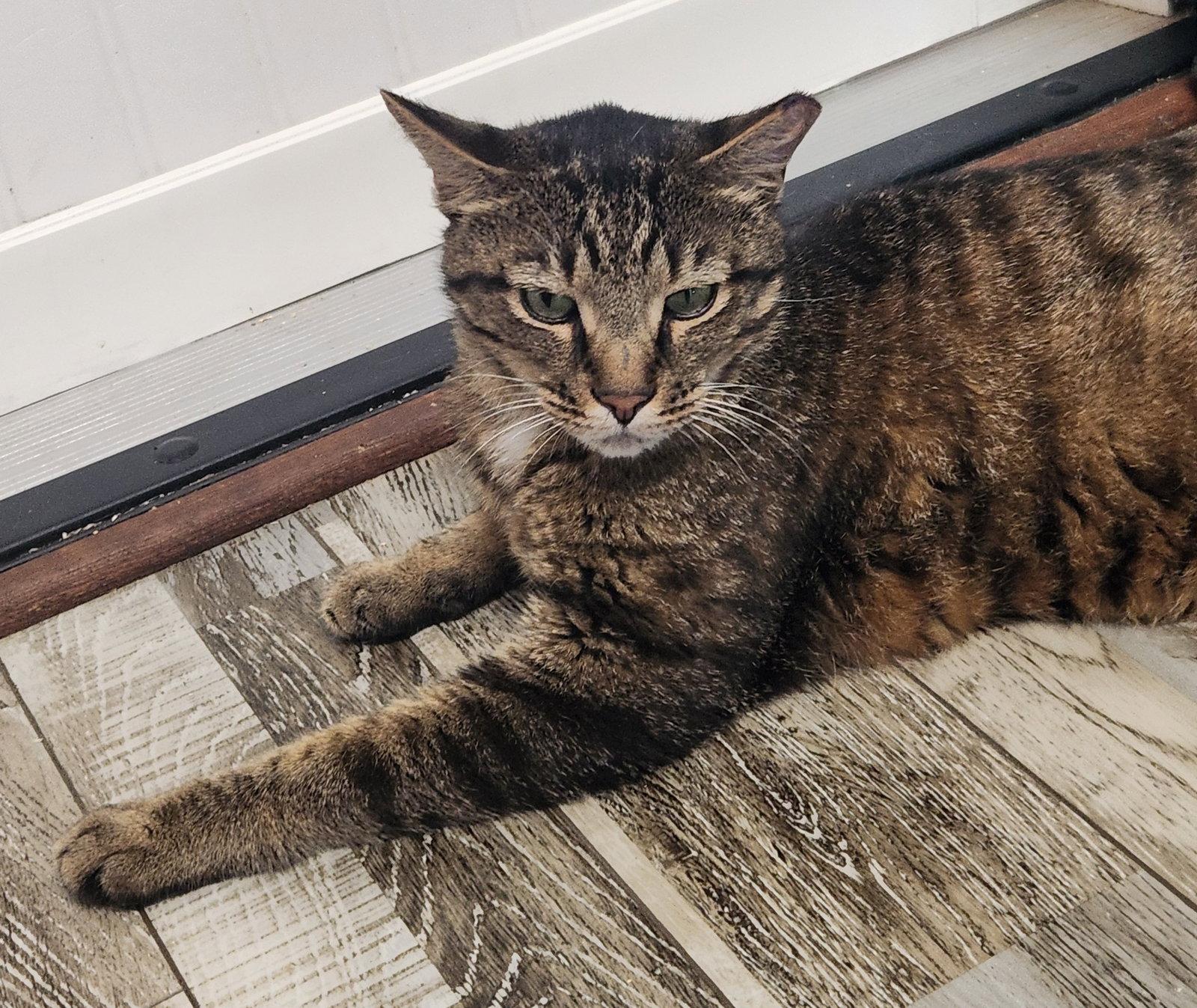 Enlarge Snead, a Adoptable Domestic Short Hair in Crossville, TN image 1/3