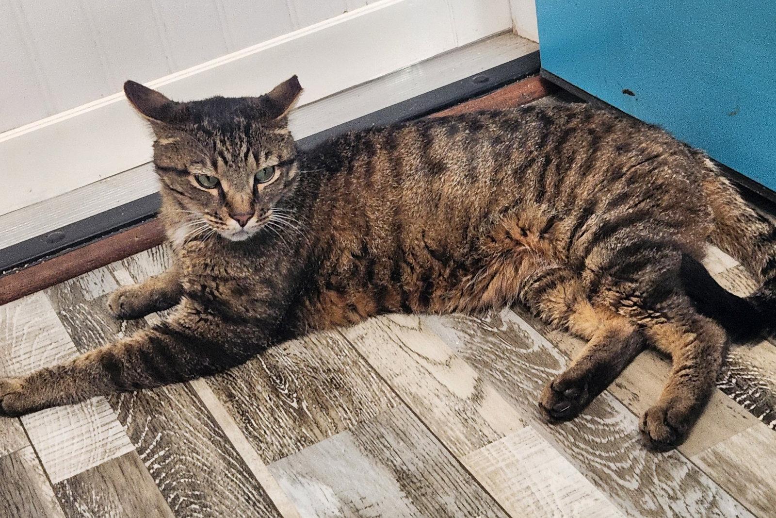 Enlarge Snead, a Adoptable Domestic Short Hair in Crossville, TN image 2/3
