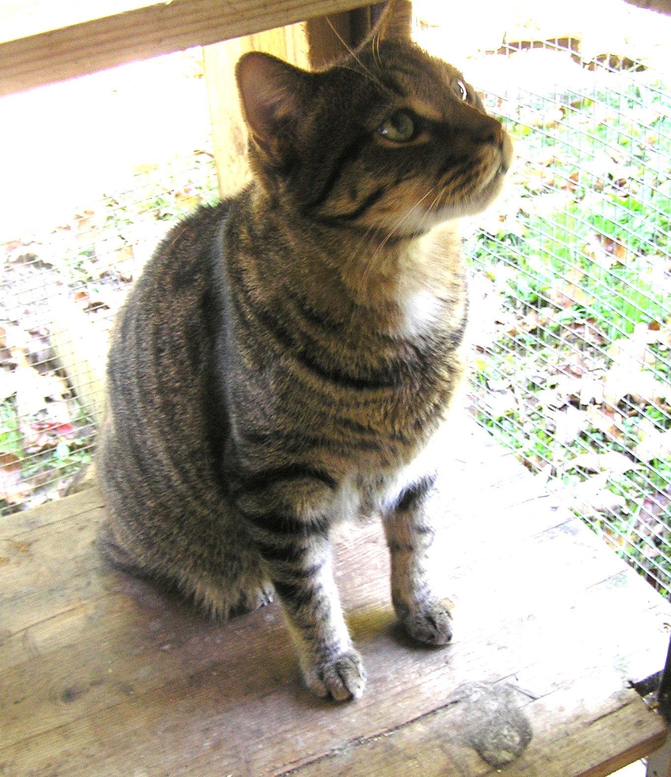 Enlarge Snead, a Adoptable Domestic Short Hair in Crossville, TN image 2/3