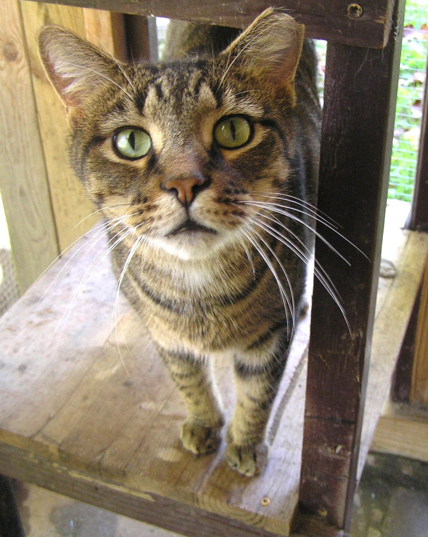 Enlarge Snead, a Adoptable Domestic Short Hair in Crossville, TN image 3/3