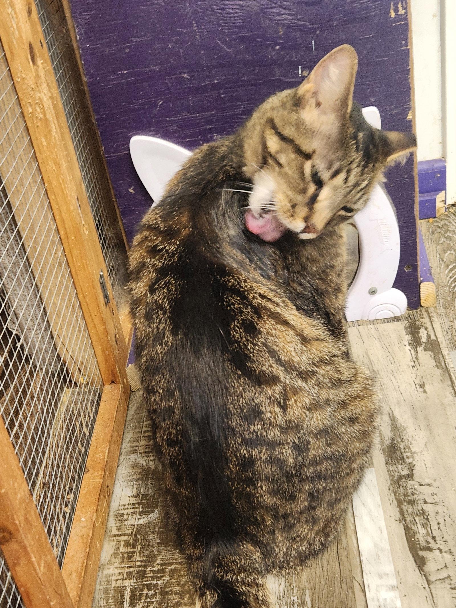 Enlarge Snead, a Adoptable Domestic Short Hair in Crossville, TN image 3/3