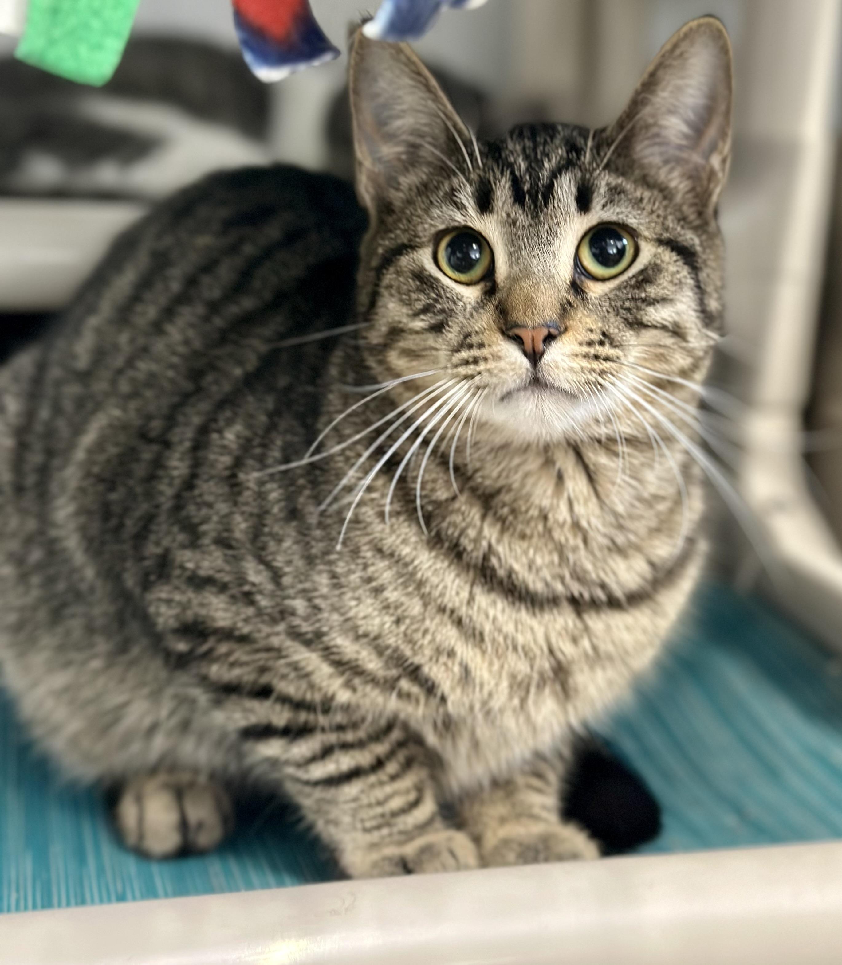 Enlarge Billy Butcherson, a ADOPTABLE Domestic Short Hair in Faribault, MN image 4/4