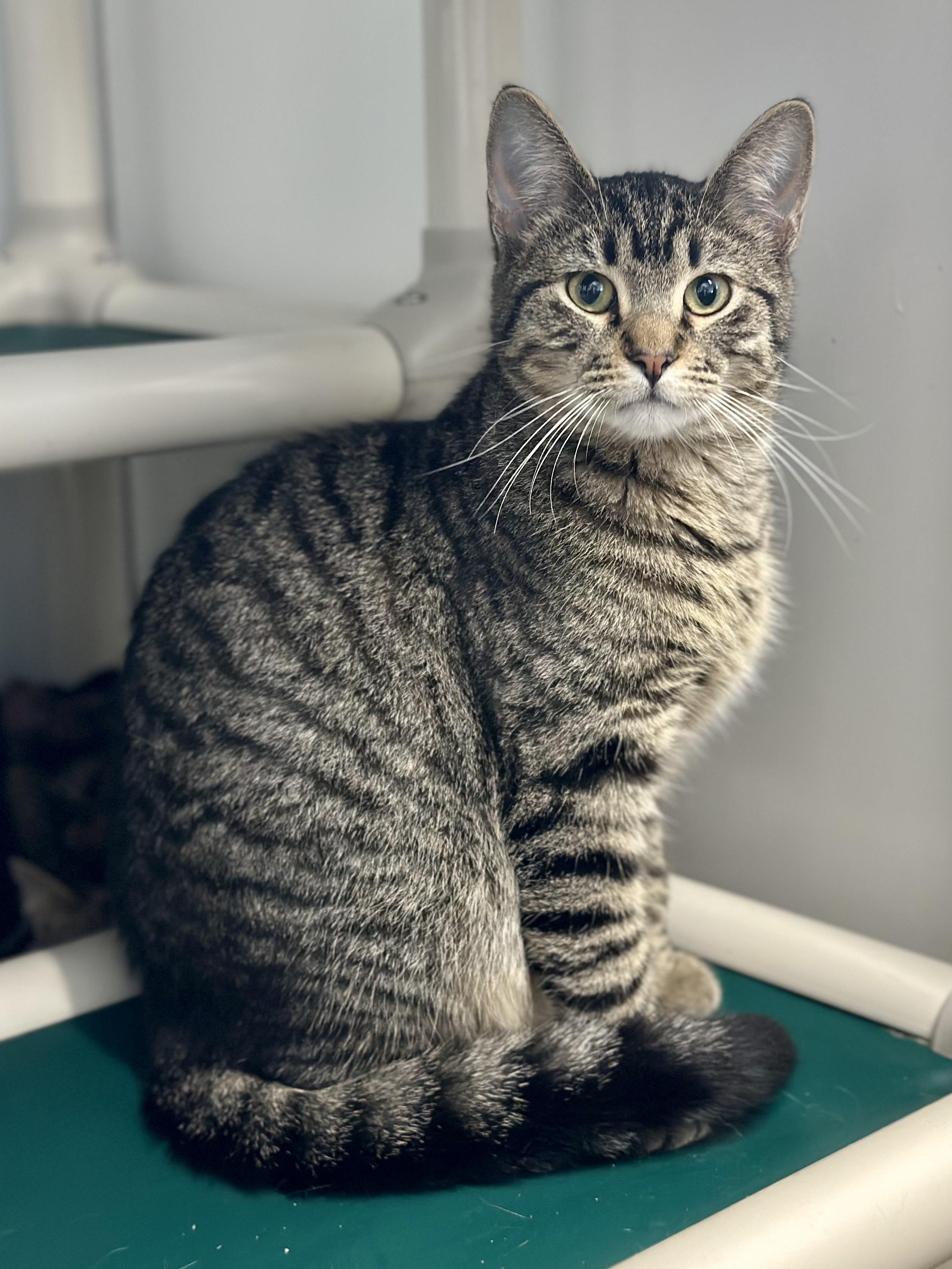 Enlarge Billy Butcherson, a ADOPTABLE Domestic Short Hair in Faribault, MN image 2/4