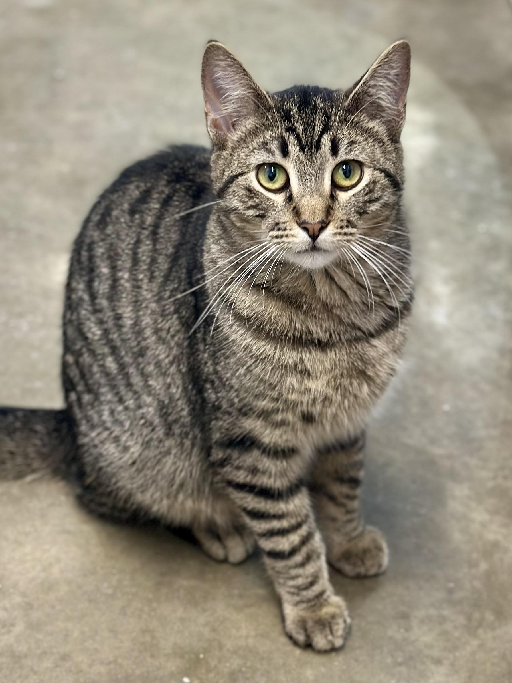 Enlarge Billy Butcherson, a ADOPTABLE Domestic Short Hair in Faribault, MN image 3/4