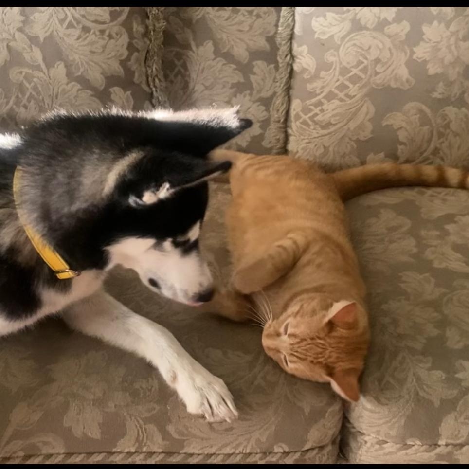 Hercules — thumbnail 5