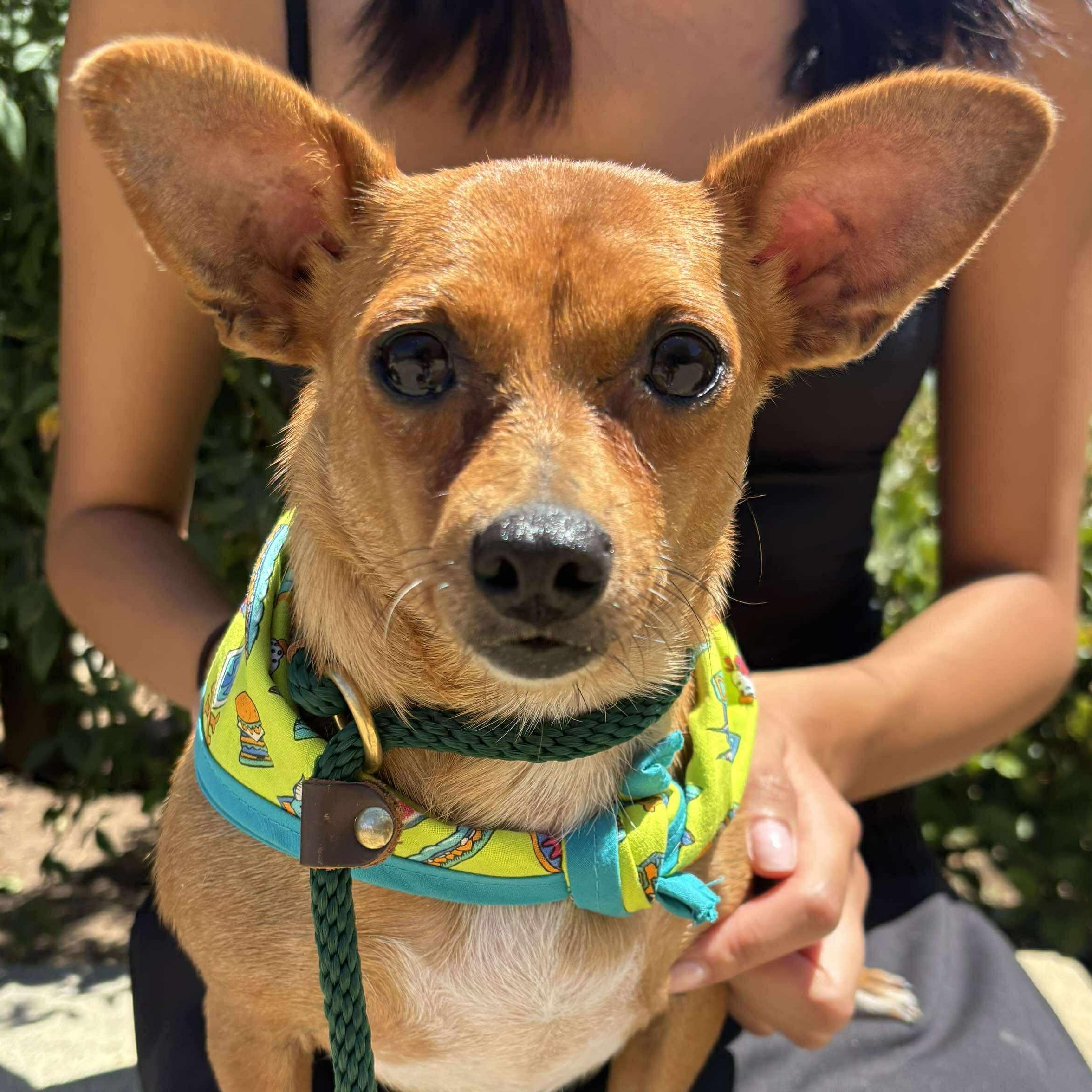 Sweet Pea, Adoptable, Adult Female Chihuahua.