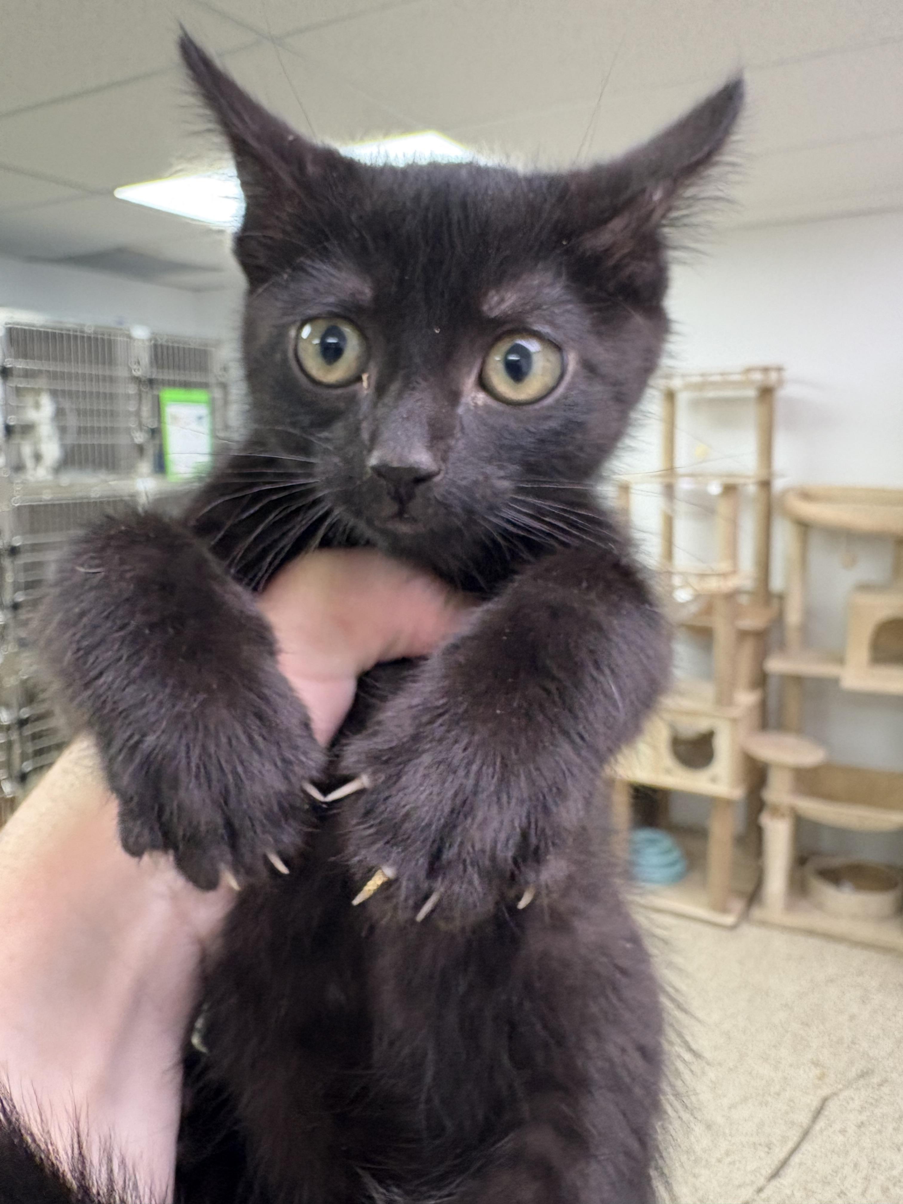 Enlarge Achilles, a Adoptable Domestic Short Hair in Blue Springs, MO image 1/1
