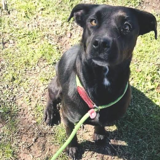 Meter, Adoptable, Adult Female Mixed Breed.