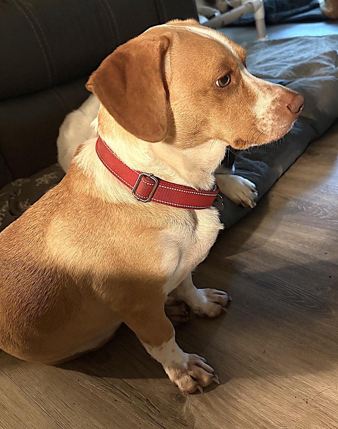 Weston, a ADOPTABLE mixed breed in Tomball, TX image 4/5