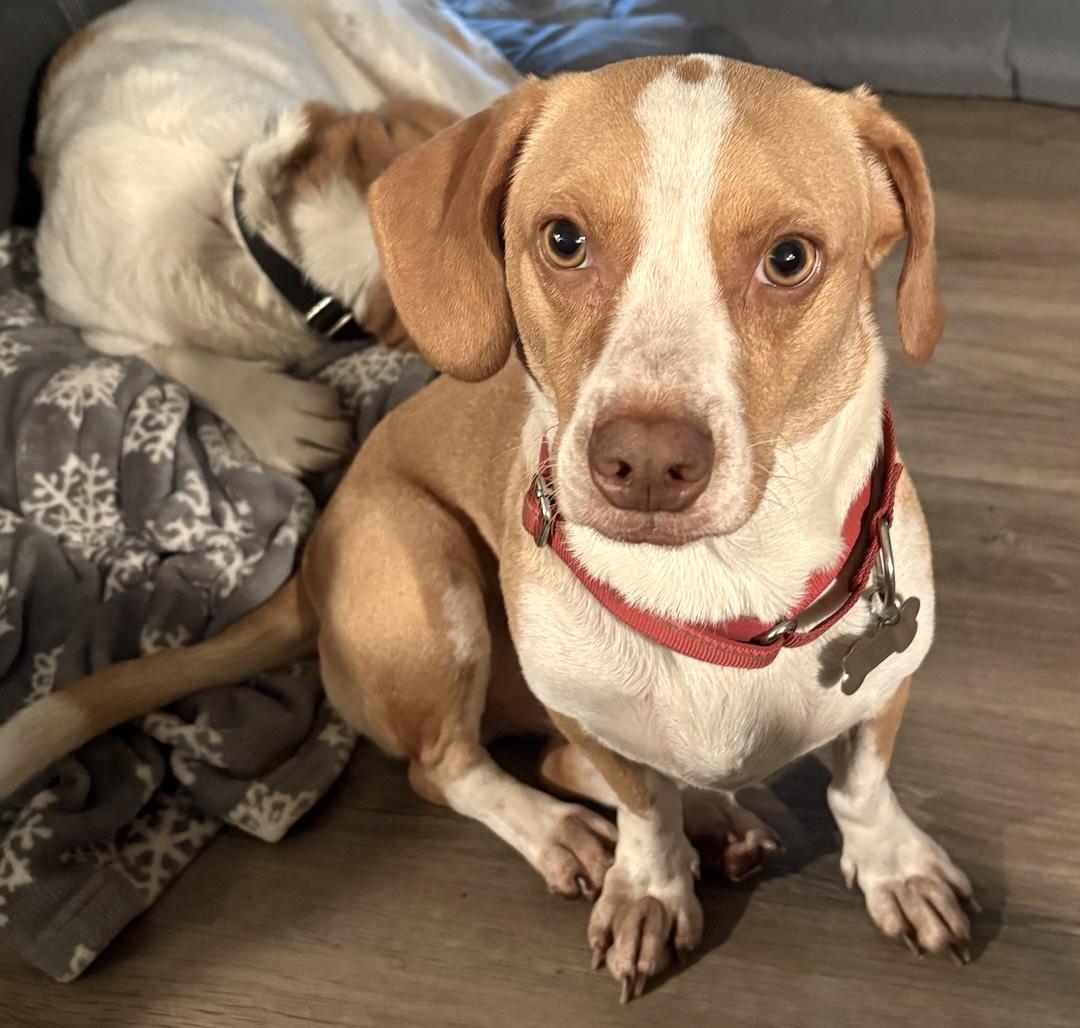 Weston, ADOPTABLE, Adult Male Beagle & Dachshund.