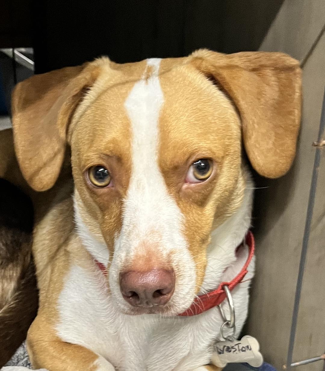 Weston, a ADOPTABLE mixed breed in Tomball, TX image 2/5