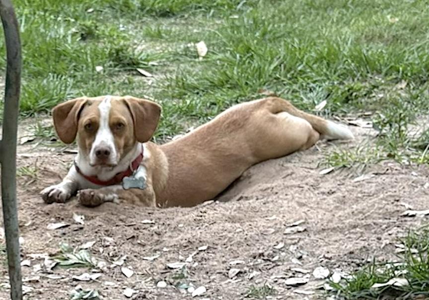 Weston, a ADOPTABLE mixed breed in Tomball, TX image 3/5