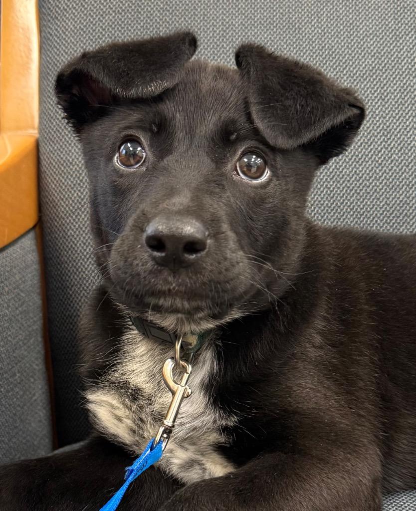 Enlarge Jules, an adopted mixed breed in Amery, WI image 1/4