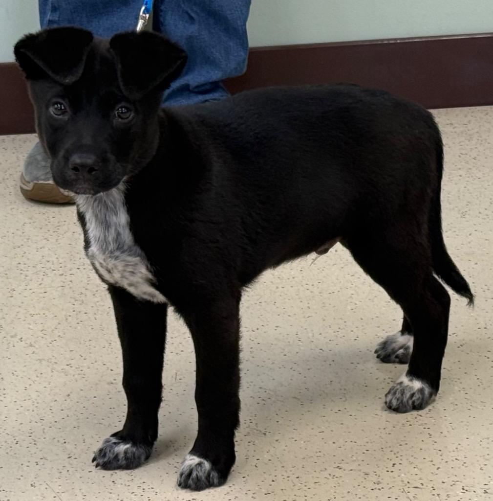 Enlarge Jules, an adopted mixed breed in Amery, WI image 2/4