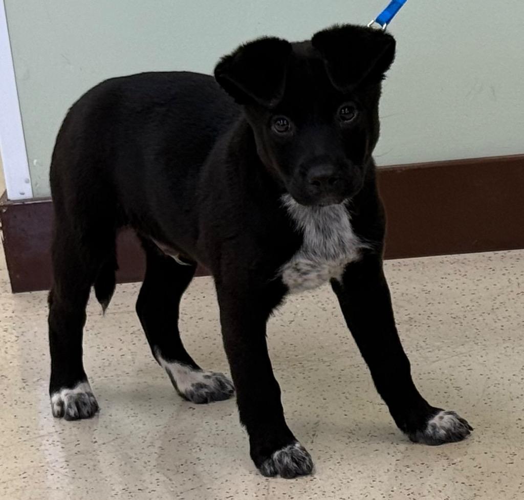 Enlarge Jules, an adopted mixed breed in Amery, WI image 3/4