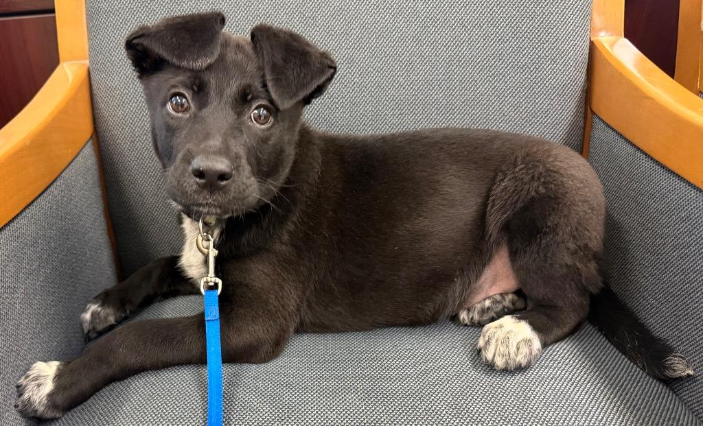 Enlarge Jules, an adopted mixed breed in Amery, WI image 4/4