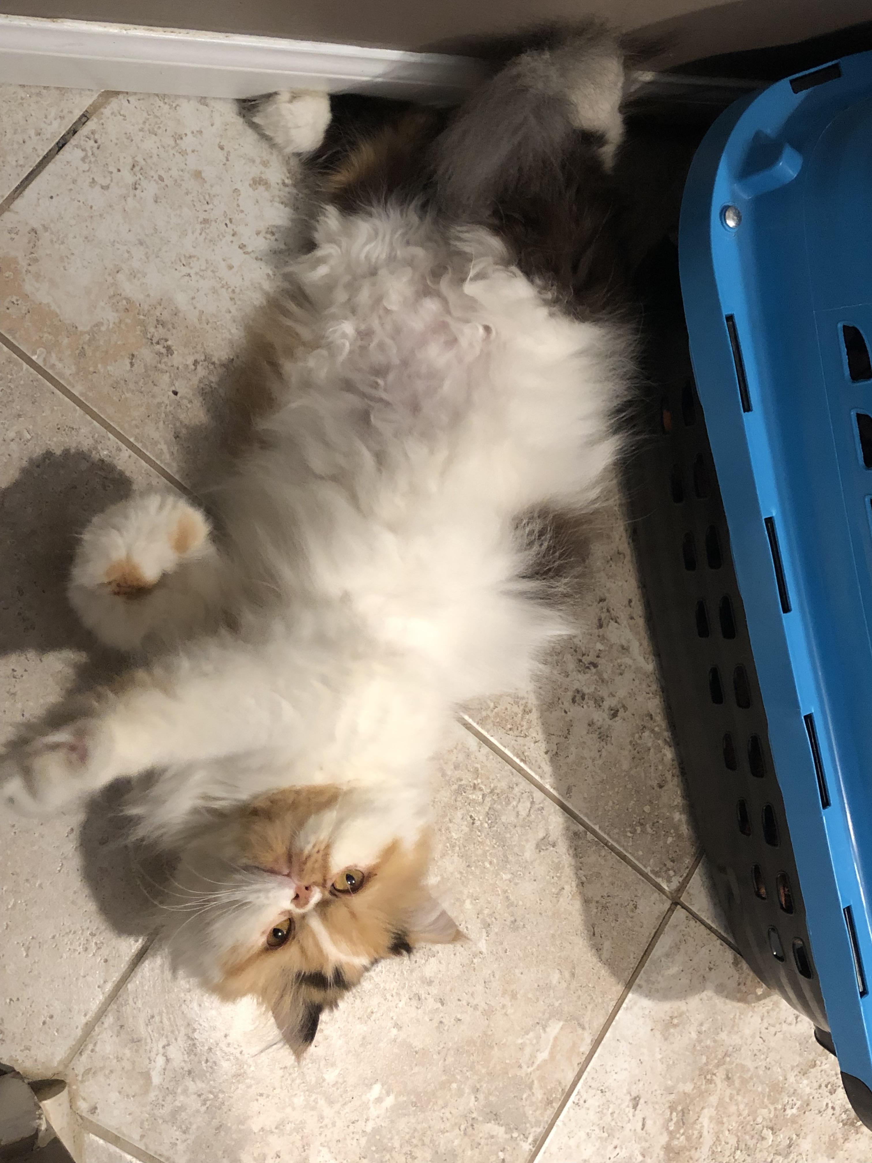 Enlarge Setto!!!, a Adopted Persian in Manalapan, NJ image 1/6