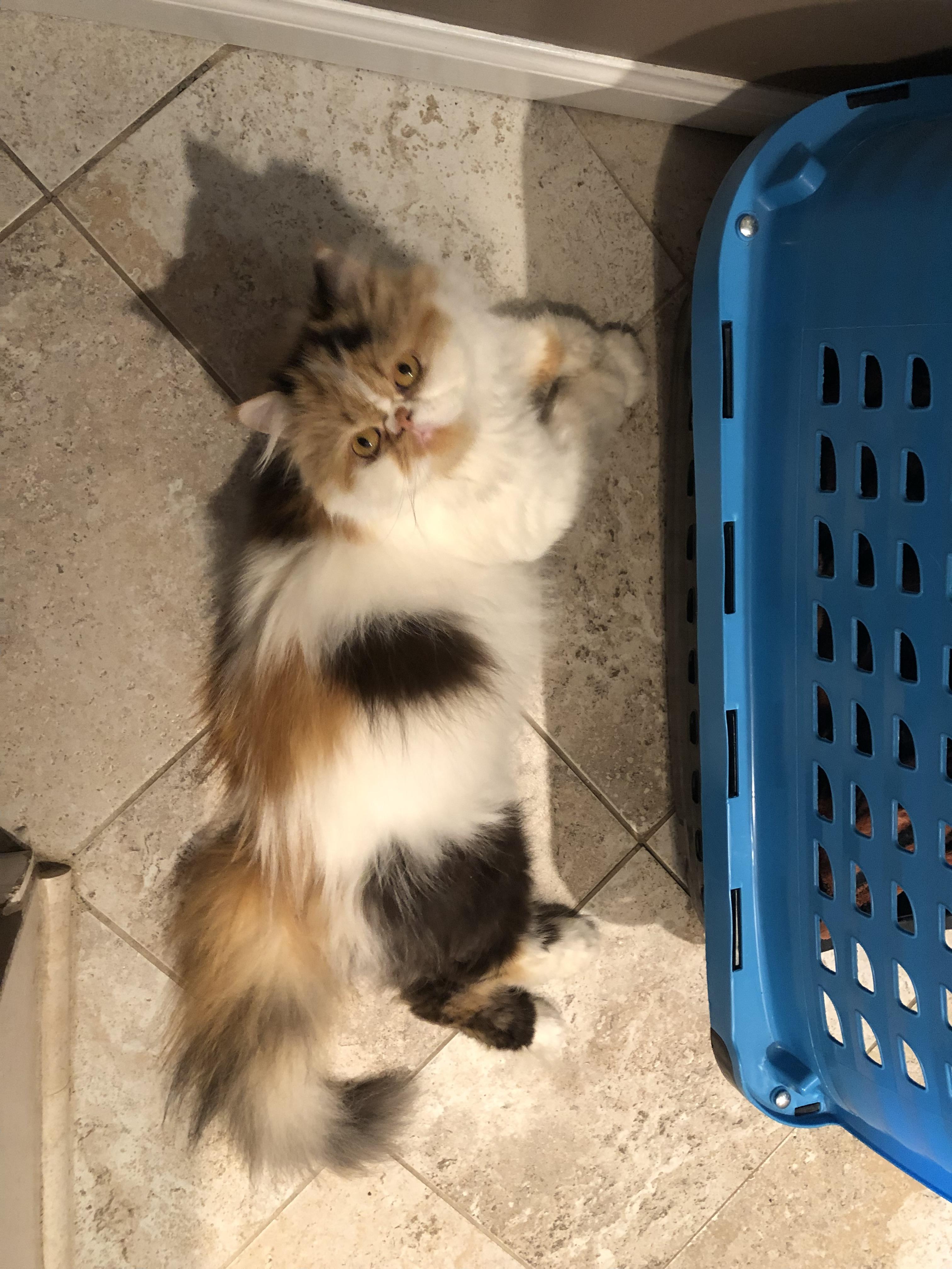 Enlarge Setto!!!, a Adopted Persian in Manalapan, NJ image 3/6