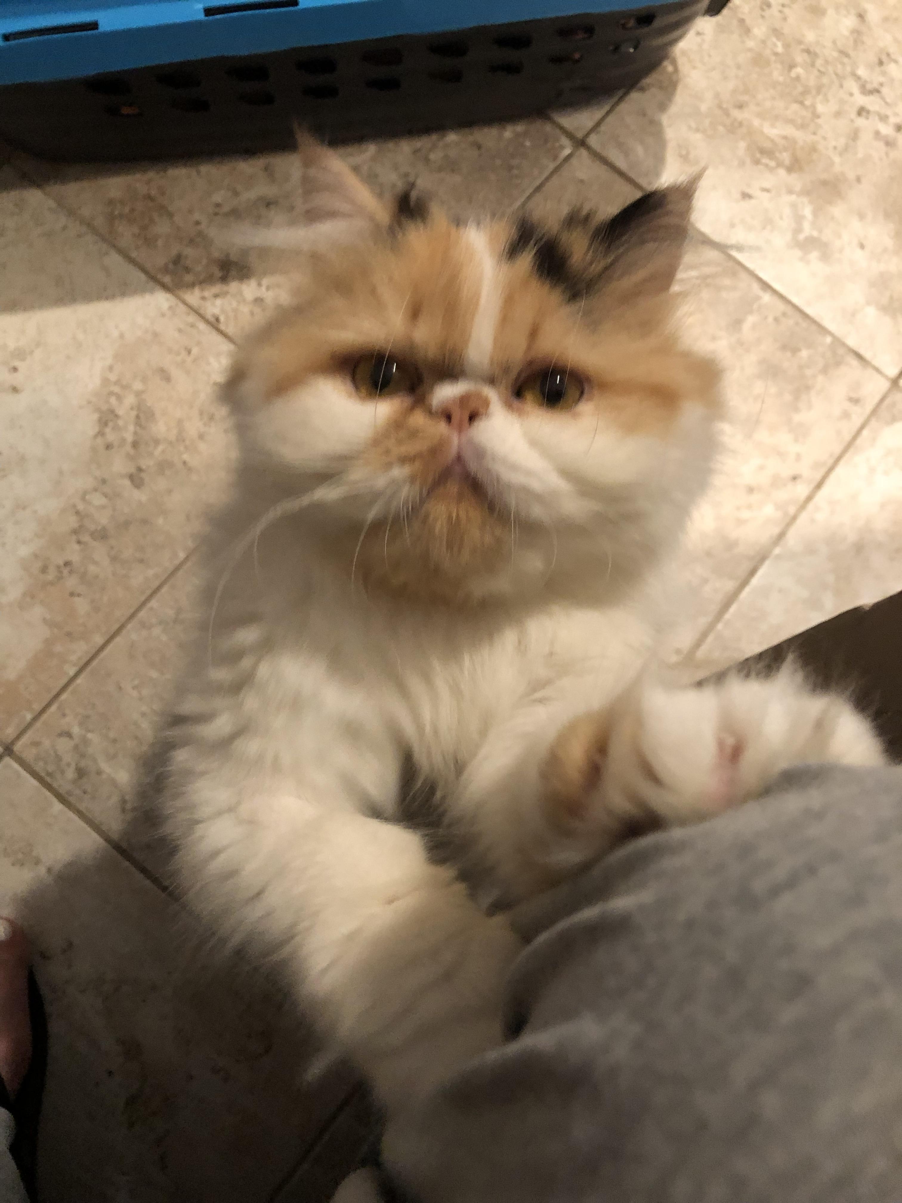 Enlarge Setto!!!, a Adopted Persian in Manalapan, NJ image 4/6