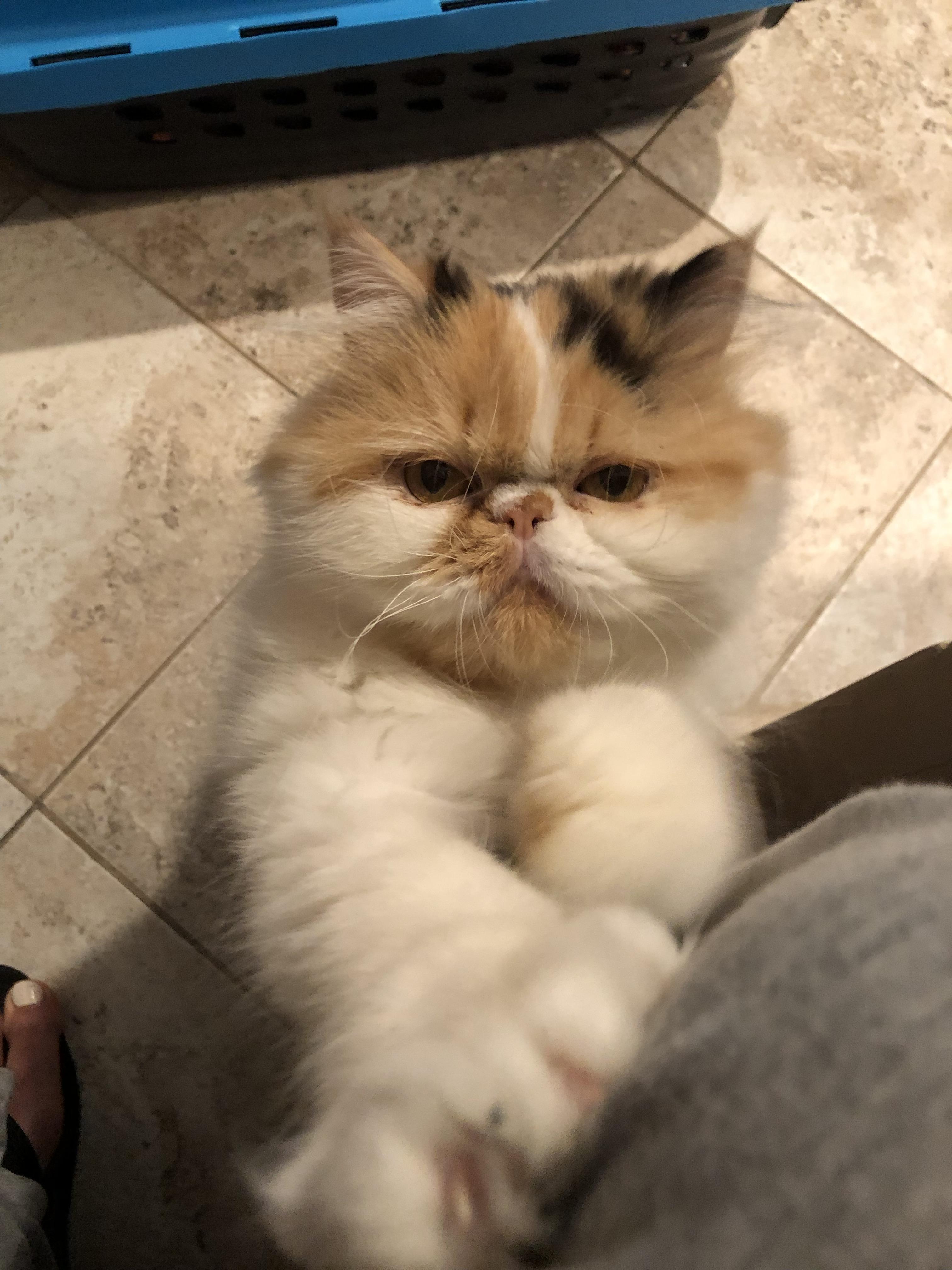 Enlarge Setto!!!, a Adopted Persian in Manalapan, NJ image 5/6