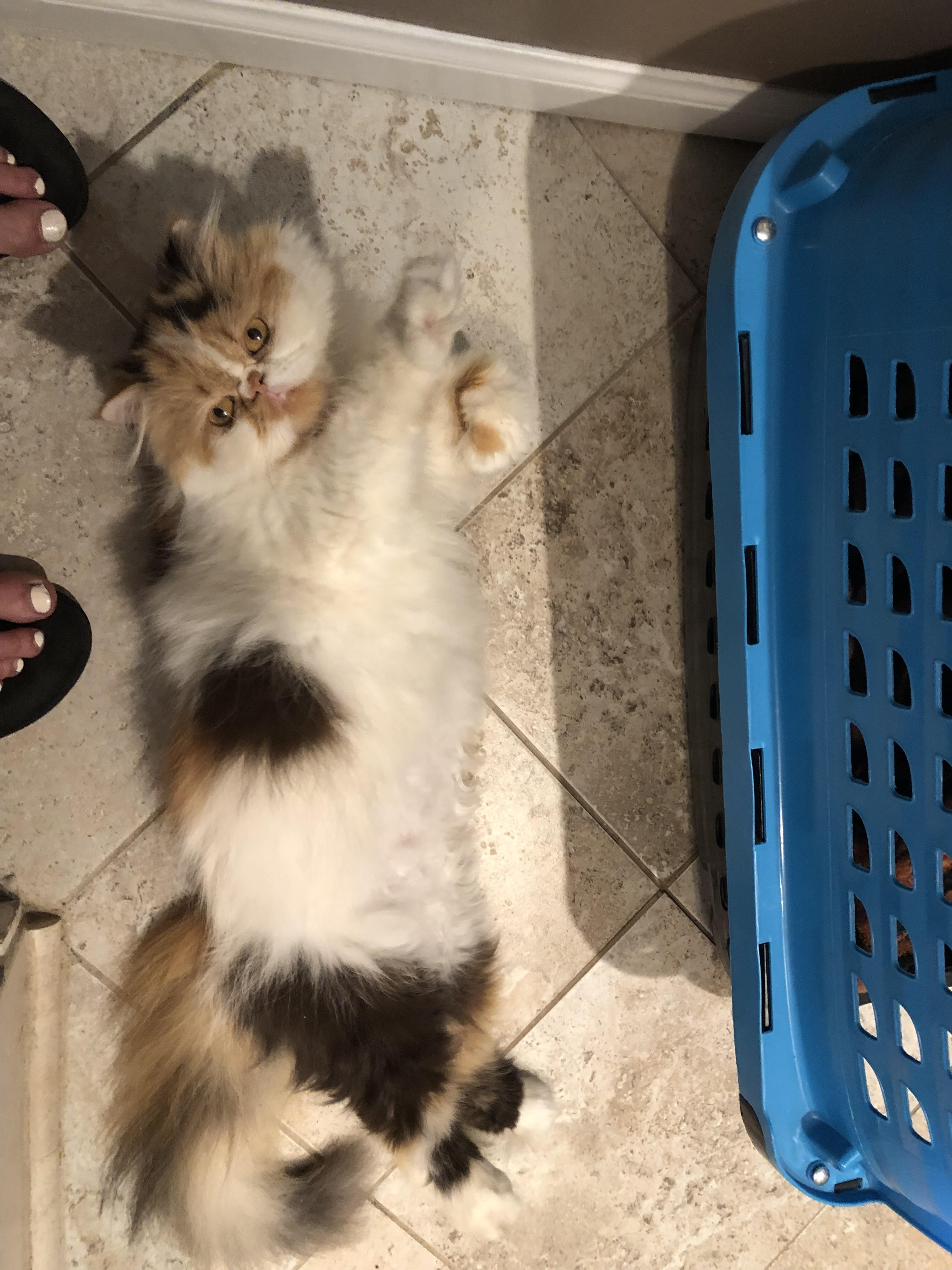 Enlarge Setto!!!, a Adopted Persian in Manalapan, NJ image 6/6