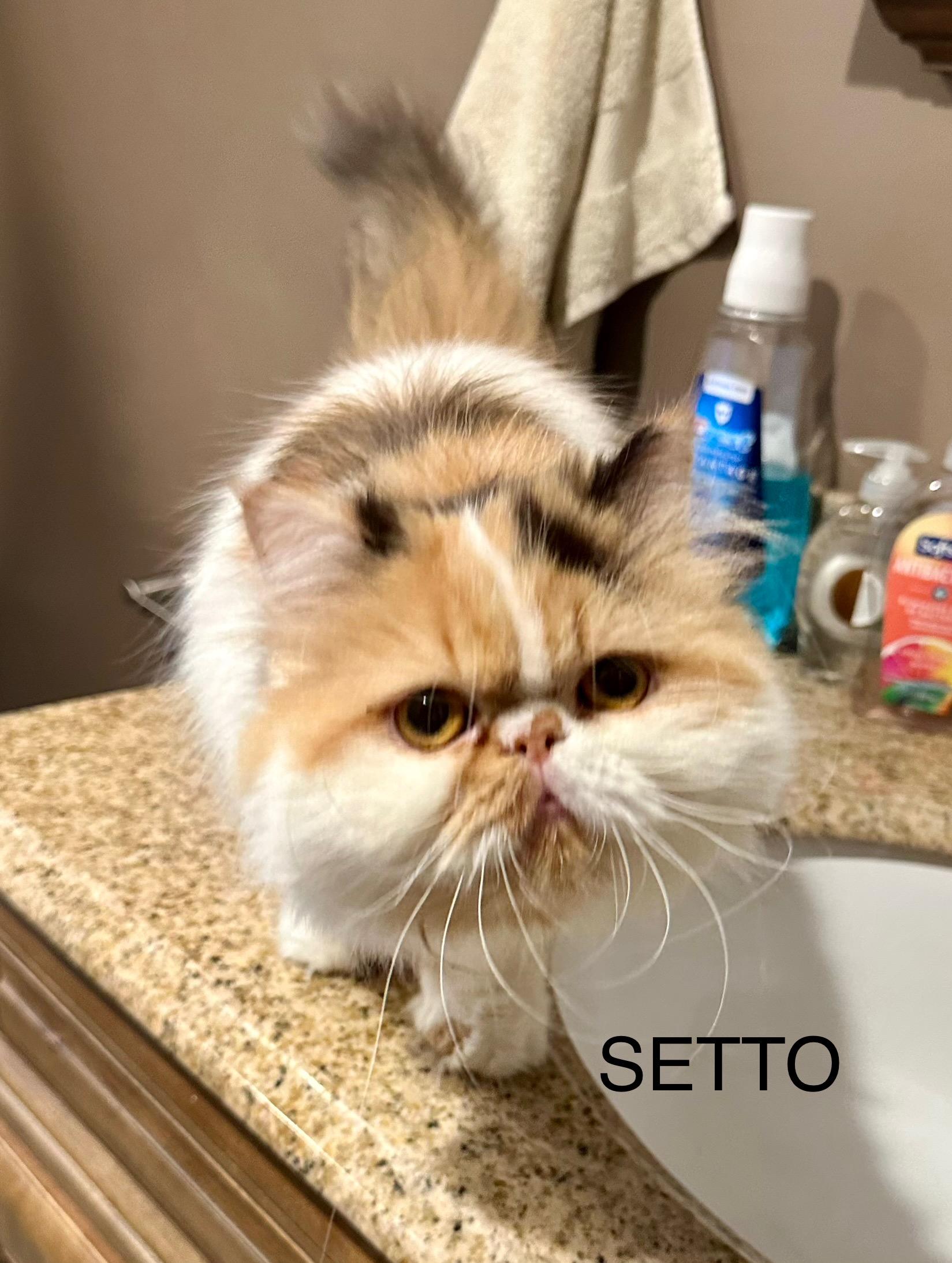 Enlarge Setto!!!, a Adopted Persian in Manalapan, NJ image 2/6