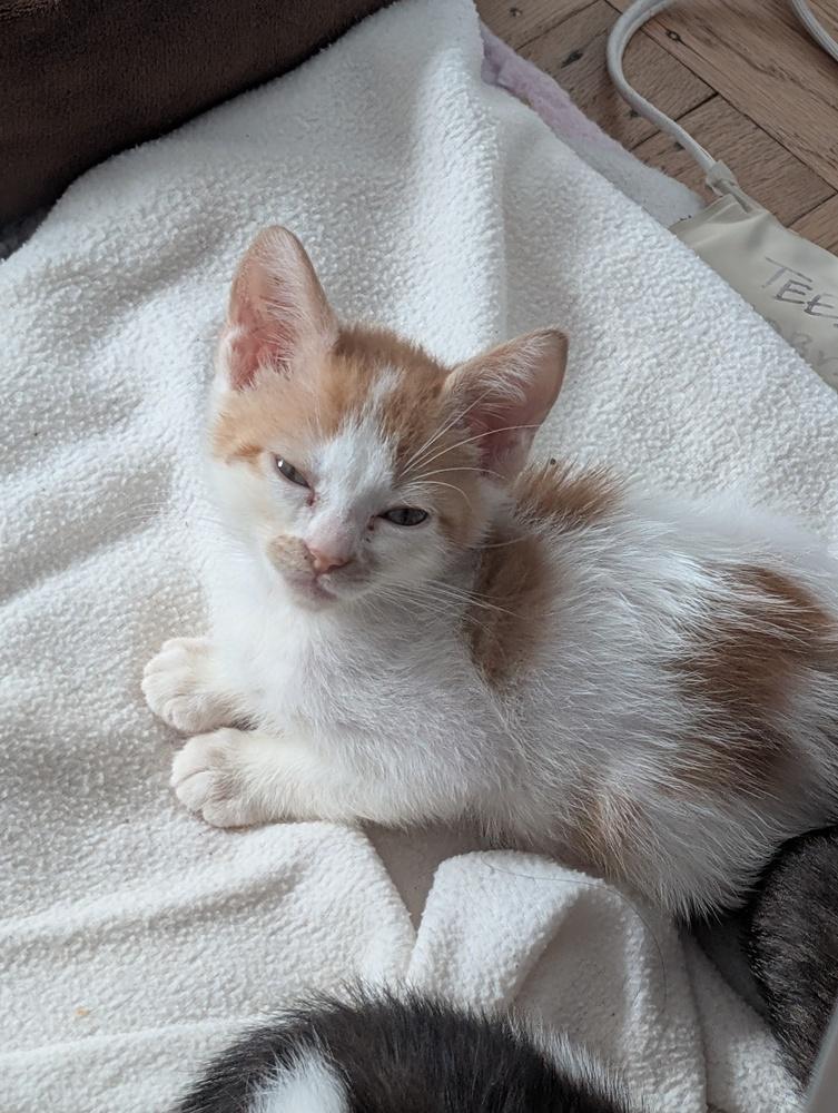 Pumpkin Cheesecake, Adoptable, Kitten Male Domestic Short Hair & American Shorthair.