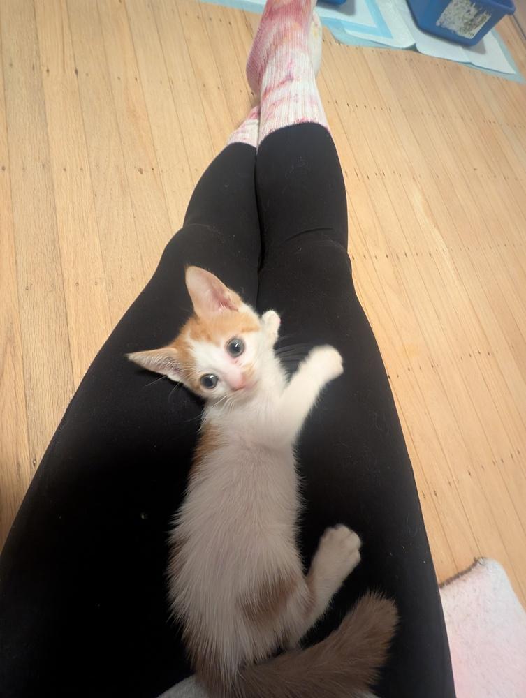 Pumpkin Cheesecake, a Adoptable mixed breed in Pacifica, CA image 3/4