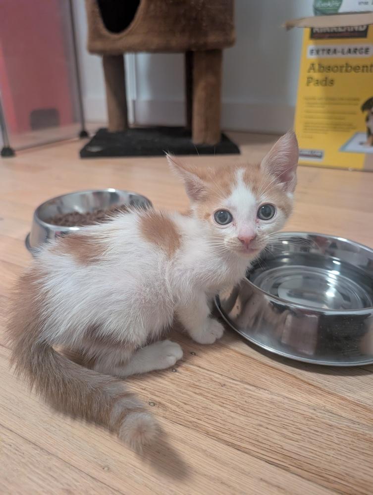 Pumpkin Cheesecake, a Adoptable mixed breed in Pacifica, CA image 4/4