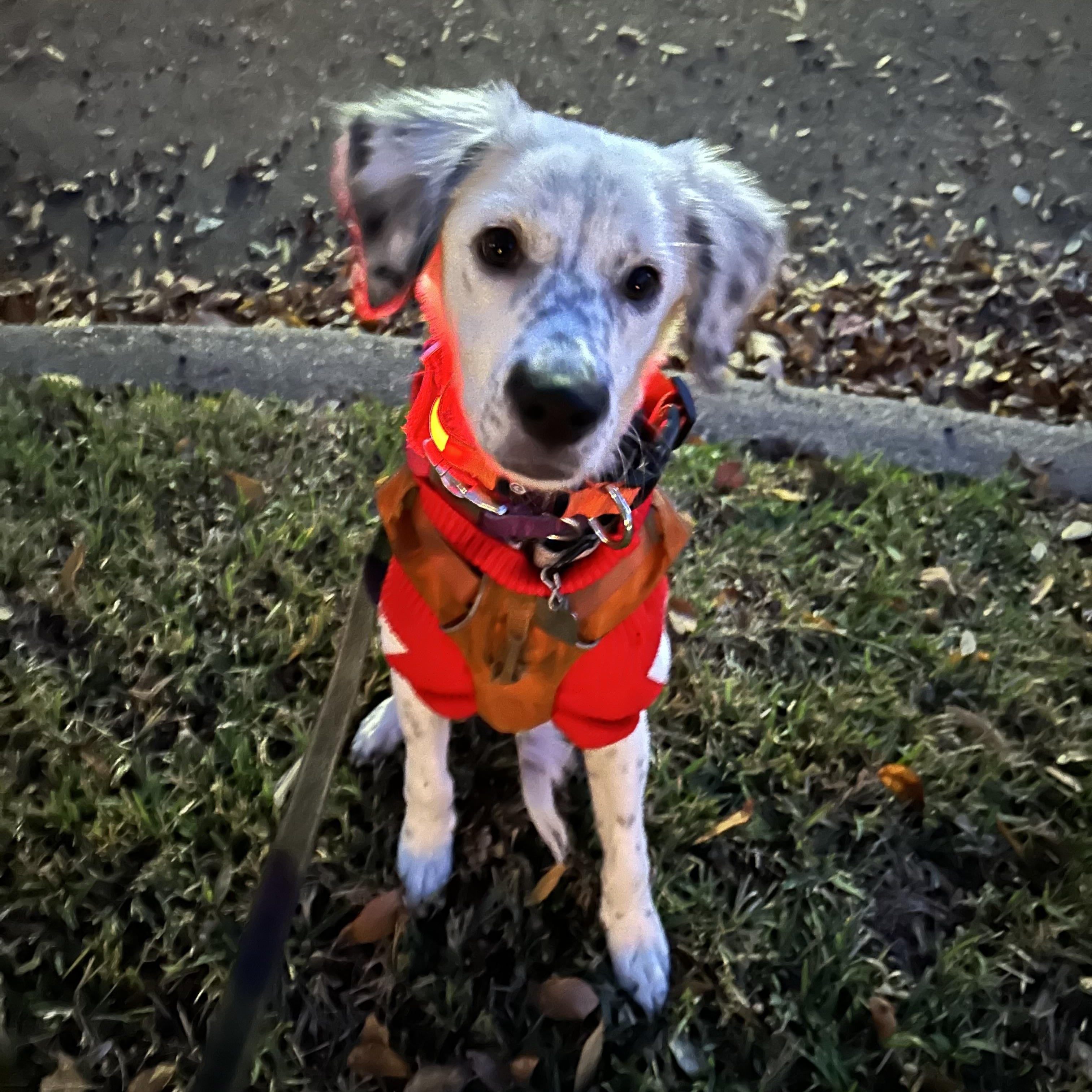 Enlarge Kali, a ADOPTABLE mixed breed in Boerne, TX image 5/6