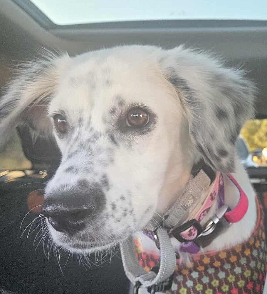 Kali, ADOPTABLE, Young Female English Setter & Dalmatian.