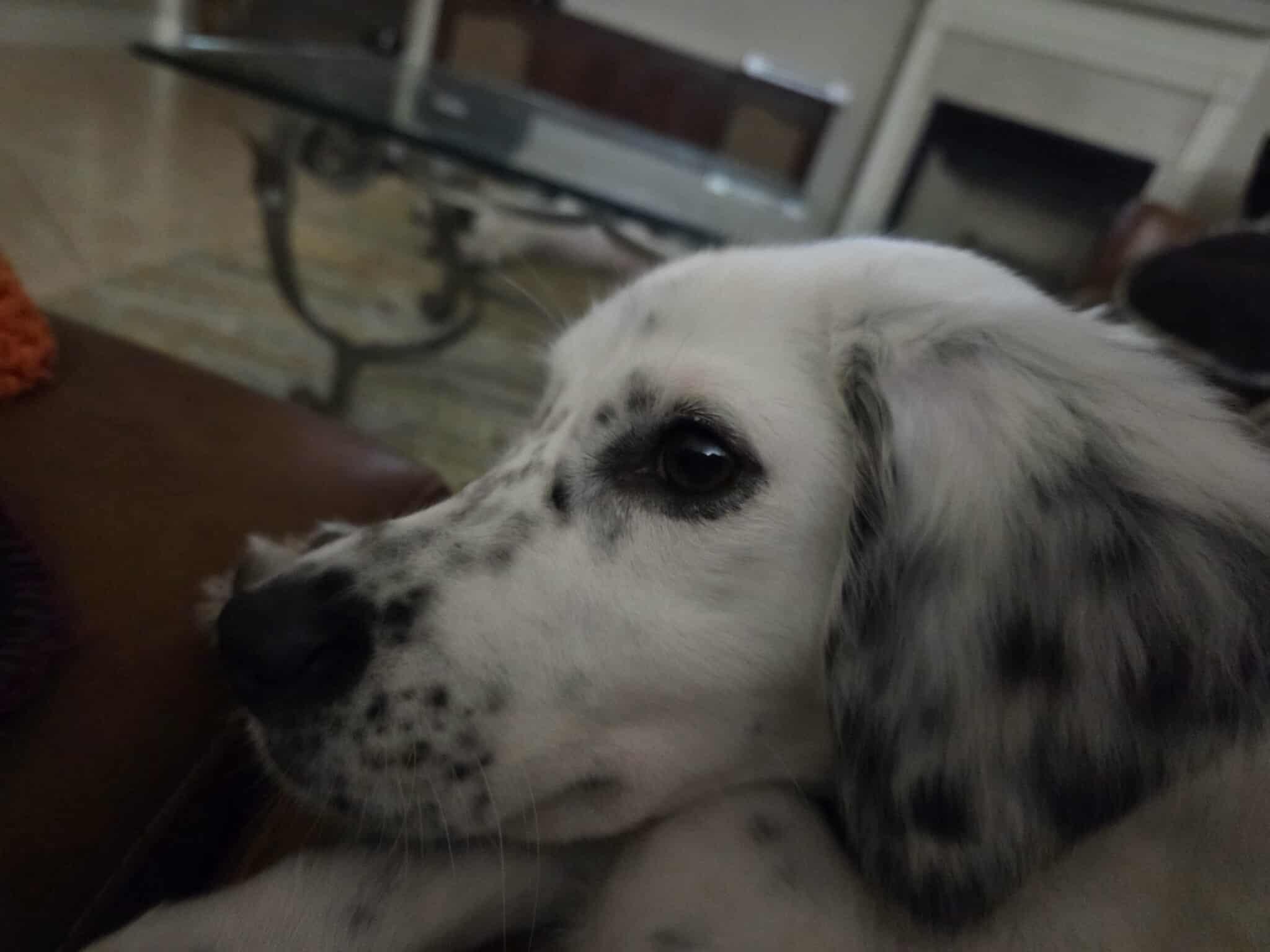 Kali, a ADOPTABLE mixed breed in Houston, TX image 4/6