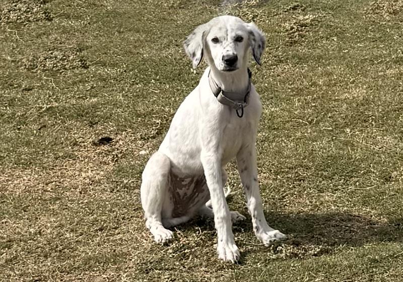 Kali, a ADOPTABLE mixed breed in Houston, TX image 2/6