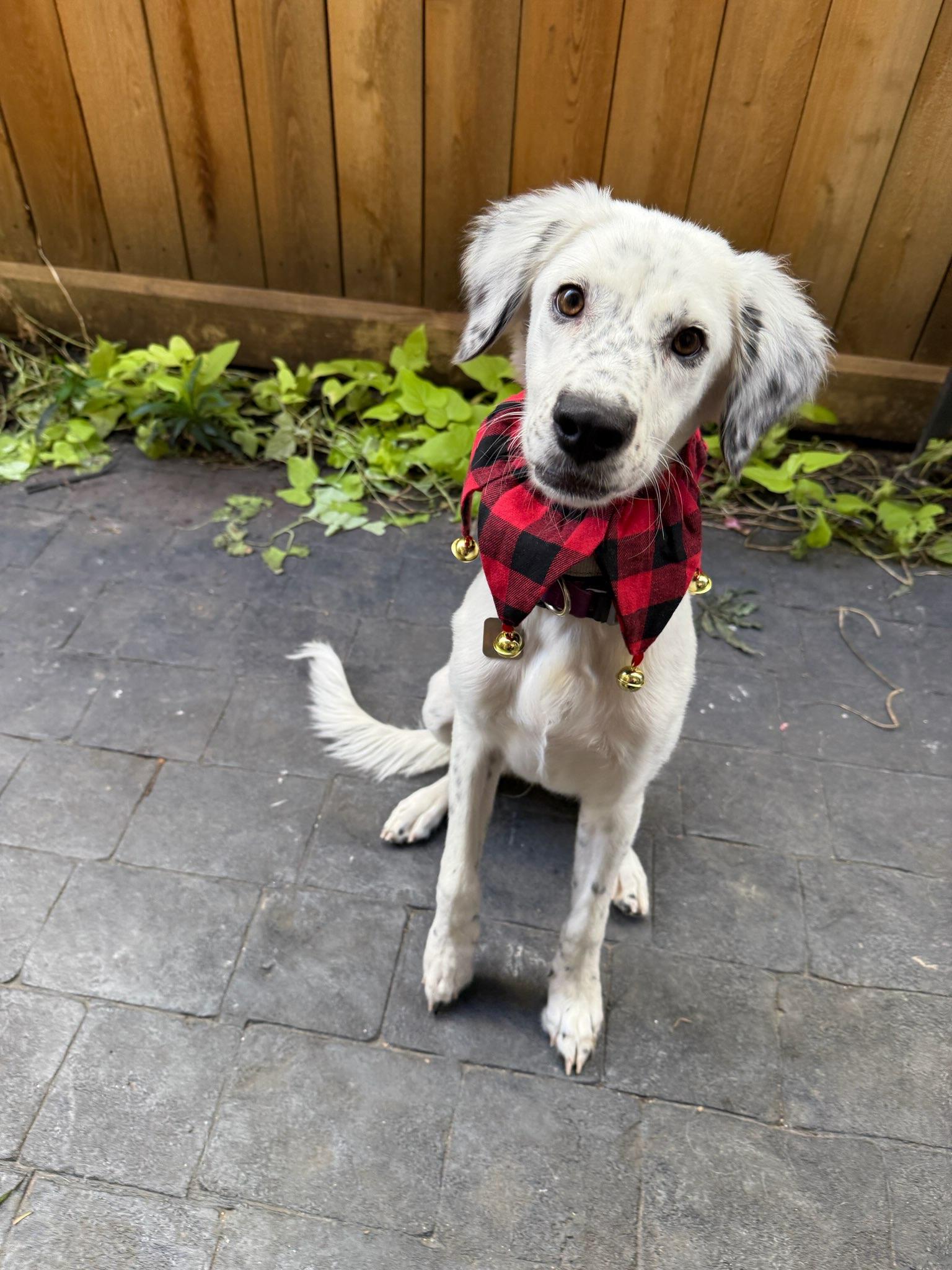 Kali, a ADOPTABLE mixed breed in Houston, TX image 5/6