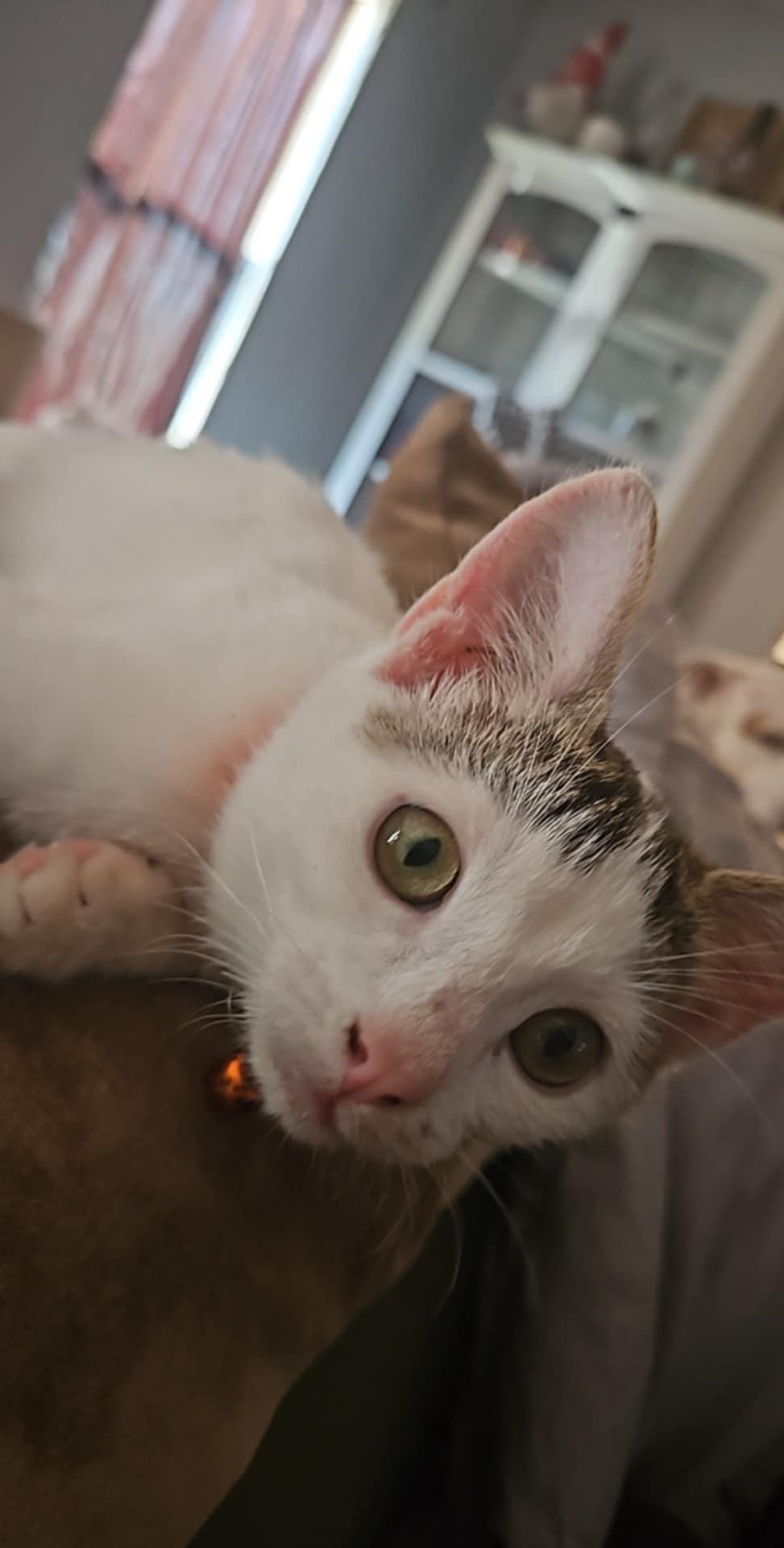 Squeak, a Adoptable Domestic Short Hair in Mount Pleasant, TX image 2/3