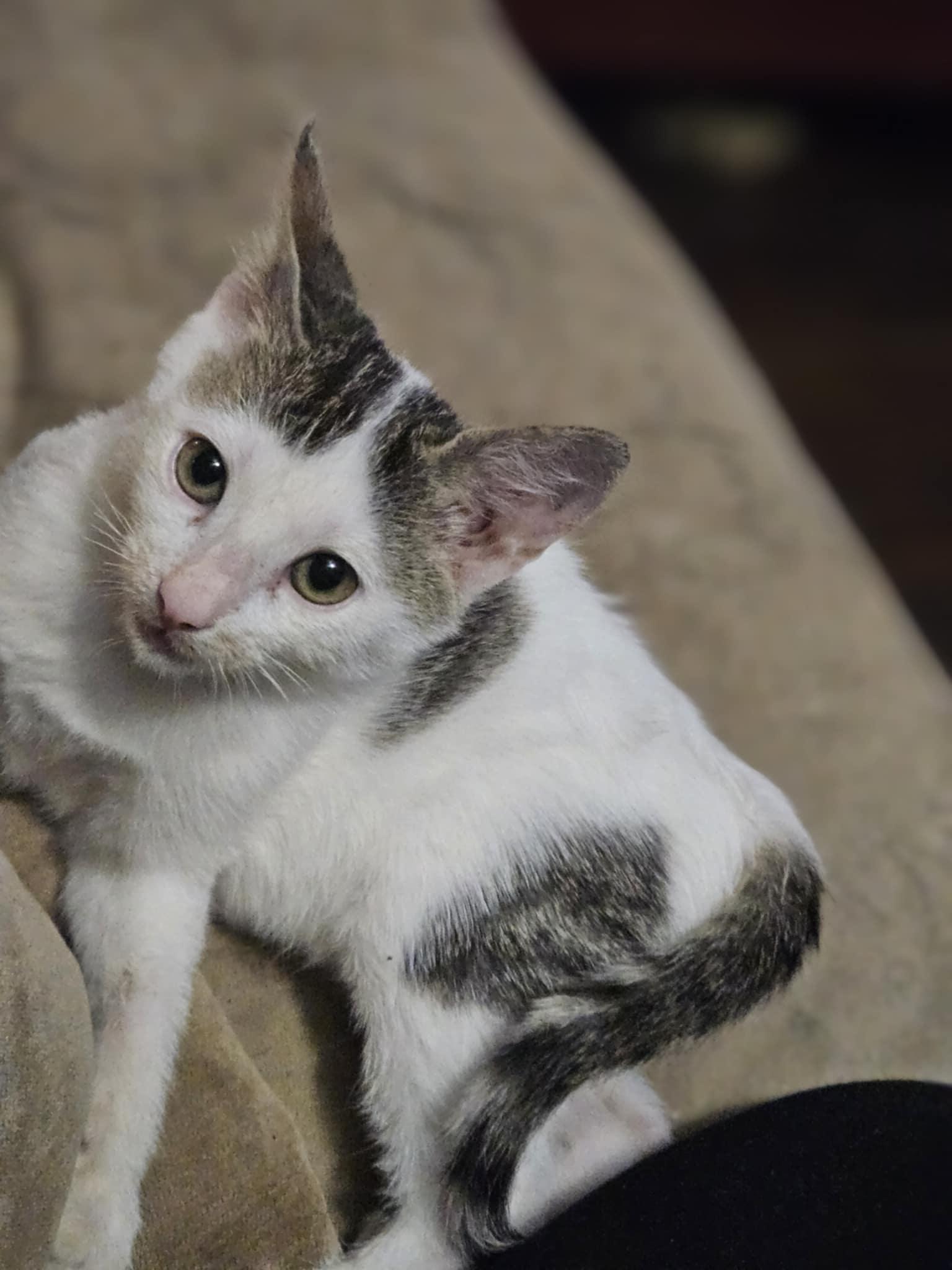 Squeak, a Adoptable Domestic Short Hair in Mount Pleasant, TX image 3/3