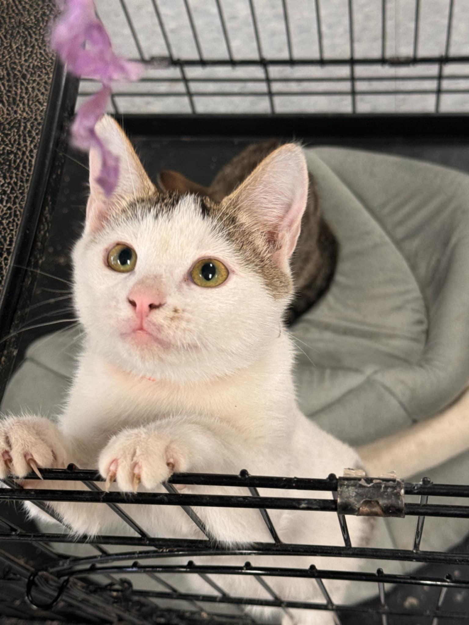 Squeak, a Adoptable Domestic Short Hair in Mount Pleasant, TX image 1/3