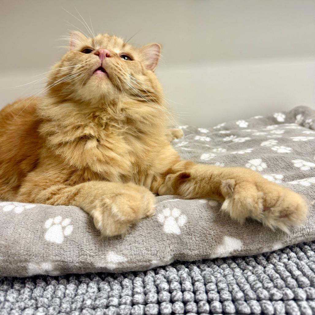 Enlarge Yeti, a Adoptable mixed breed in Woodinville, WA image 1/6