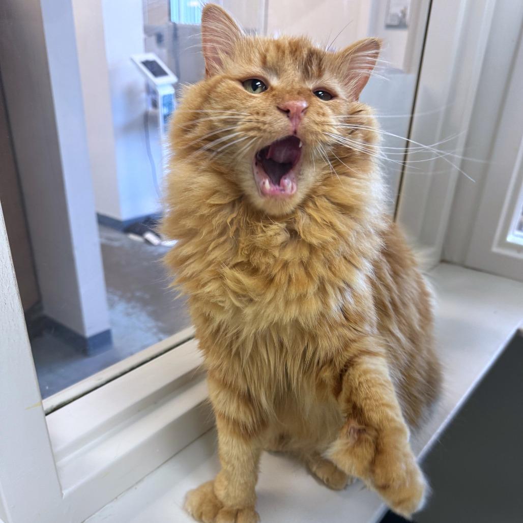 Enlarge Yeti, a Adoptable mixed breed in Woodinville, WA image 2/6