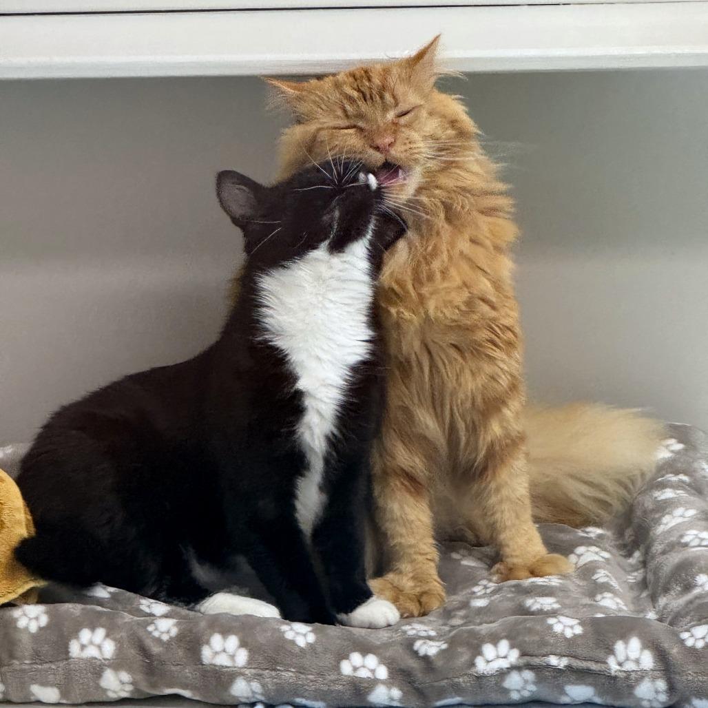 Enlarge Yeti, a Adoptable mixed breed in Woodinville, WA image 3/6