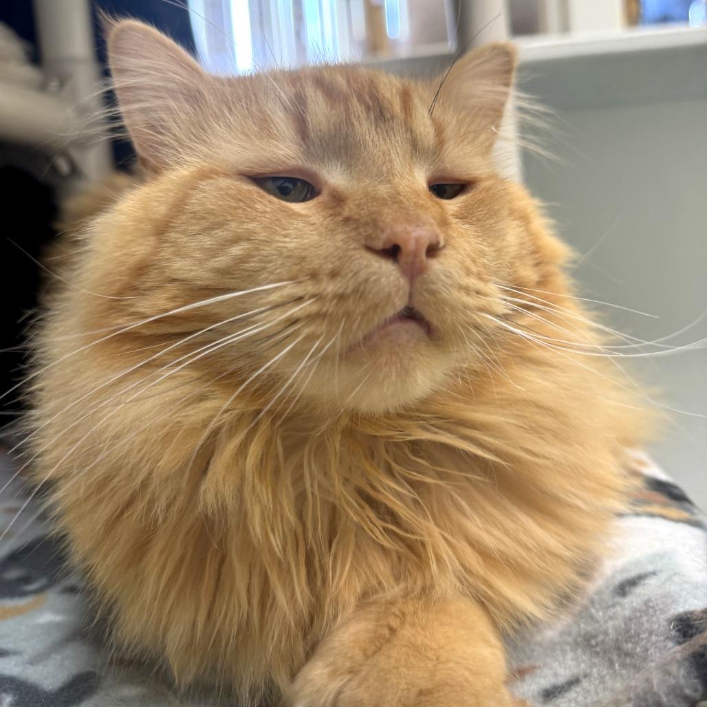 Enlarge Yeti, a Adoptable mixed breed in Woodinville, WA image 5/6