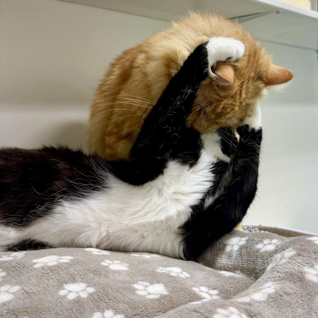 Enlarge Yeti, a Adoptable mixed breed in Woodinville, WA image 6/6