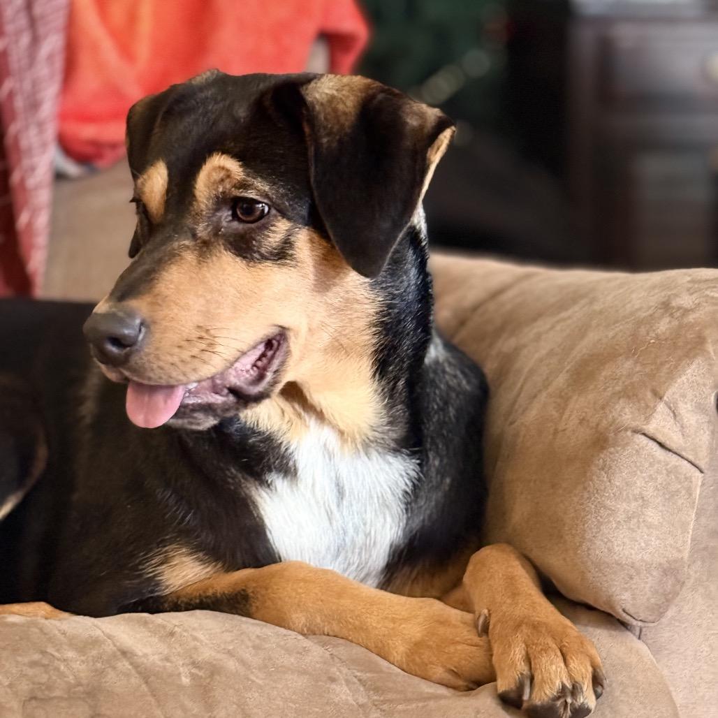 Allie, Adoptable, Adult Female Beagle & Mixed Breed.