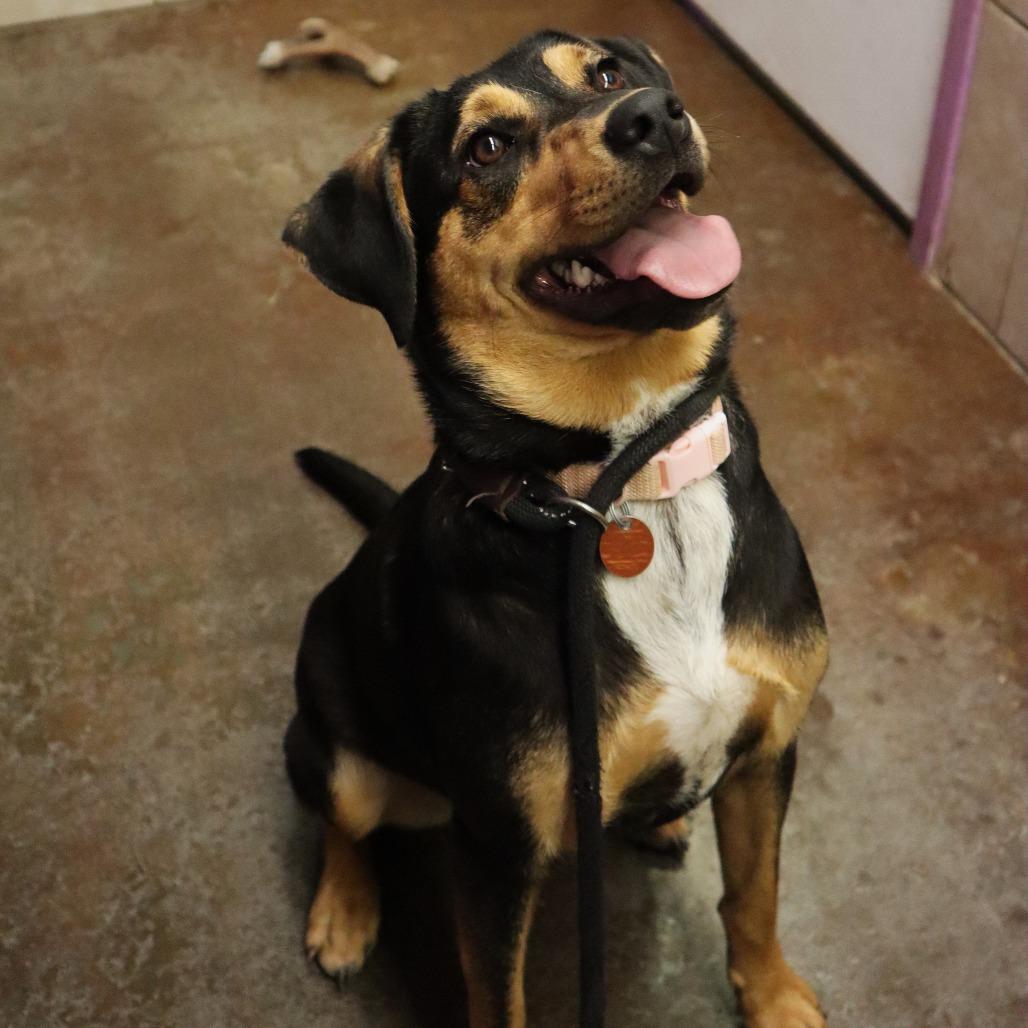 Allie, a Adoptable mixed breed in Springfield, MO image 2/6