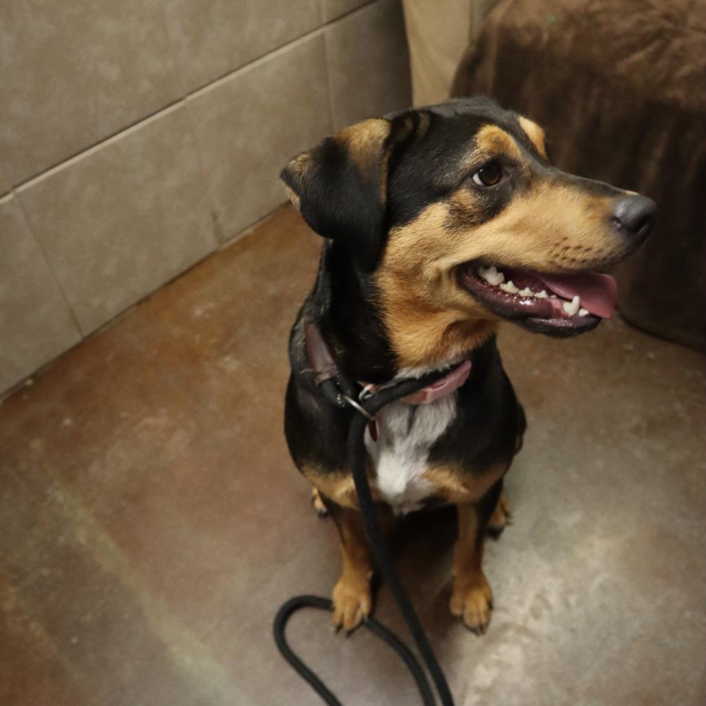 Allie, a Adoptable mixed breed in Springfield, MO image 3/6